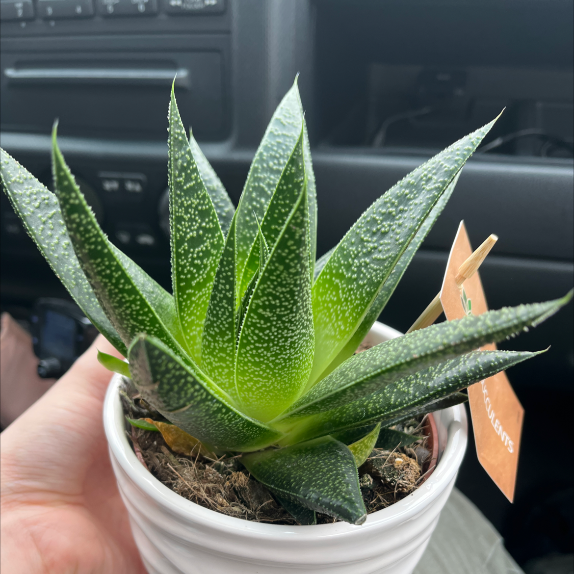 Lace Aloe plant in a white pot with vibrant green leaves and white spots.