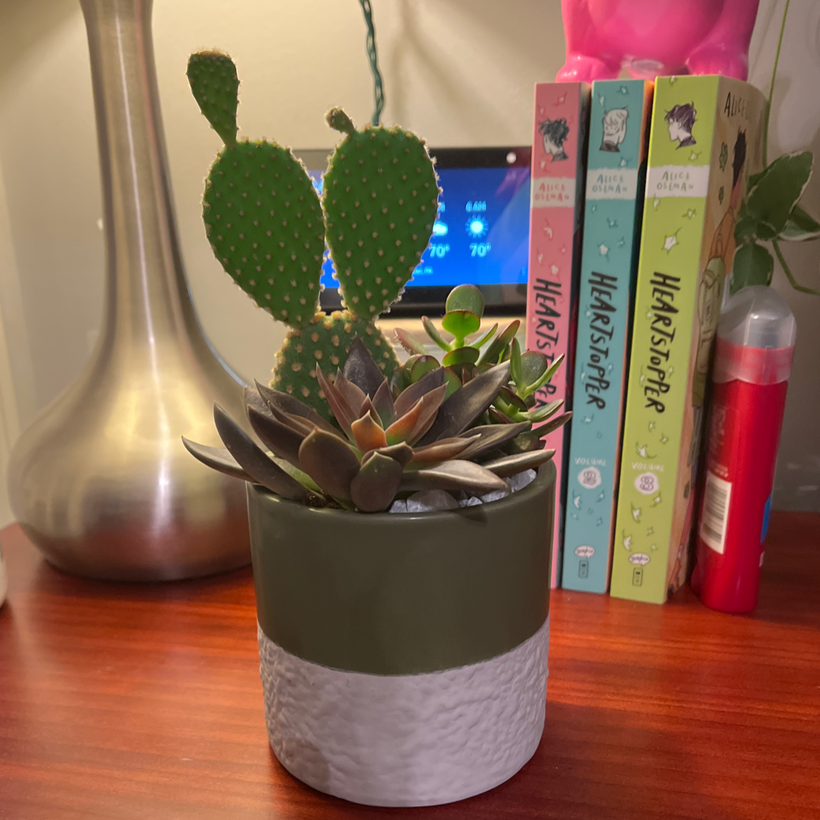 Potted Smooth Prickly Pear cactus with succulents in an indoor setting.