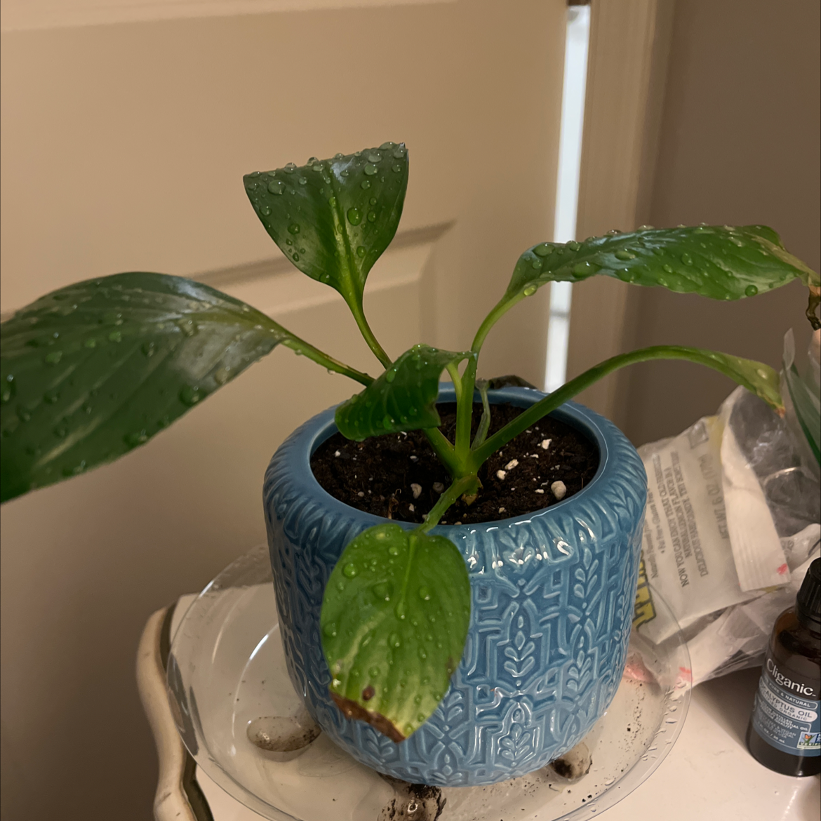 🔧 How To Fix Peace Lily Leaves Curling