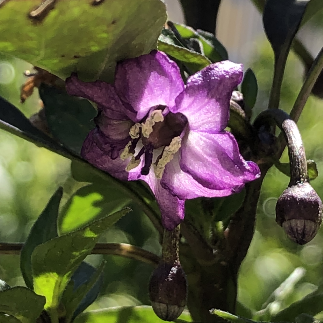 Photo of the plant species Italian Pepperoncini by Alessandro named Peperoncino on Greg, the plant care app
