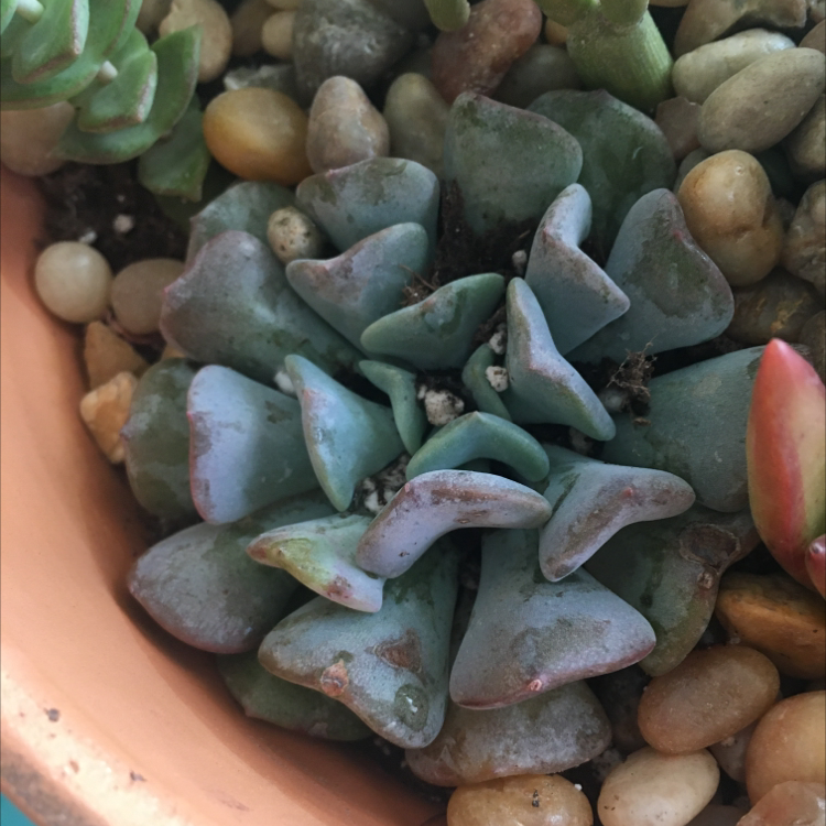 Echeveria Runyonii succulent in a pot with pebbles, showing some browning on leaves.