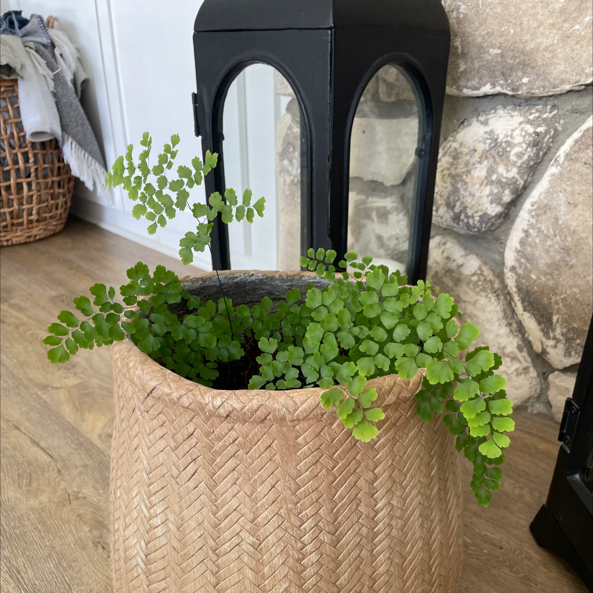 Potted Hemionitis raddiana plant with small, green, fan-shaped leaves in a wicker basket.