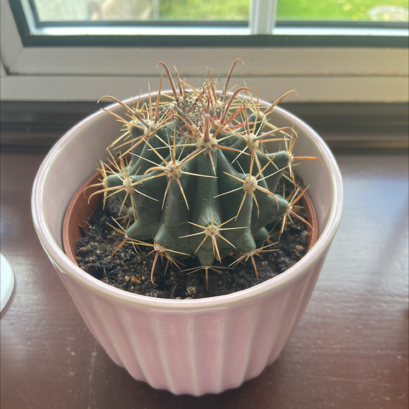 Devil's Pincushion cactus in a pink pot on a windowsill.