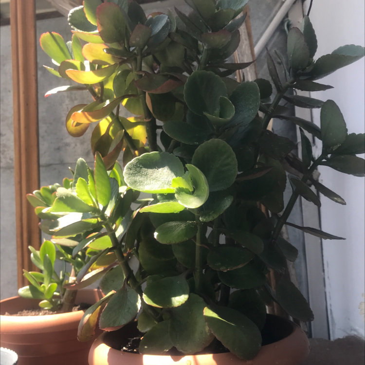 Florist Kalanchoe plant photo by Liza named Marley on Greg, the plant care app.