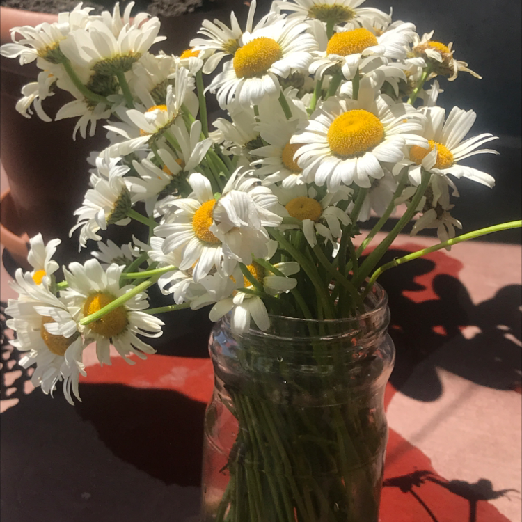 Photo of the plant species German Chamomile by Liza named Delilah on Greg, the plant care app