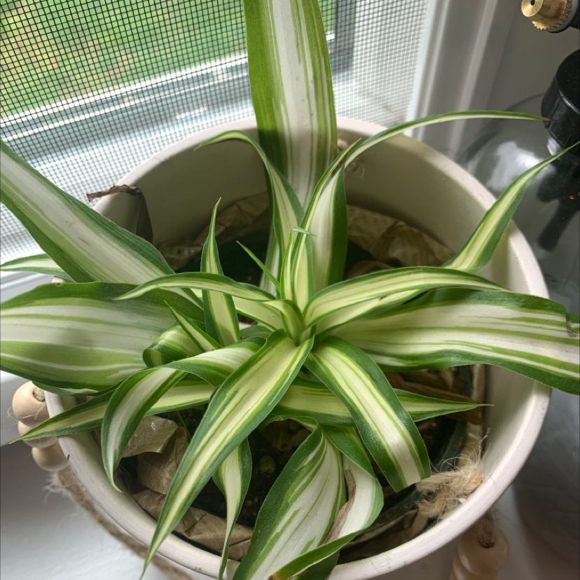 Spider Plant plant photo by @naomibatty named terra on Greg, the plant care app.