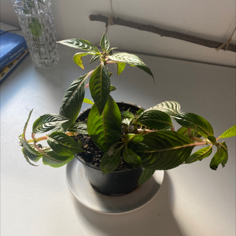 Potted New Guinea Impatiens plant indoors on a white surface with sunlight.