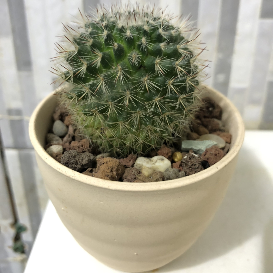 Spiny Pincushion Cactus in a beige pot with rocky soil, appears healthy.