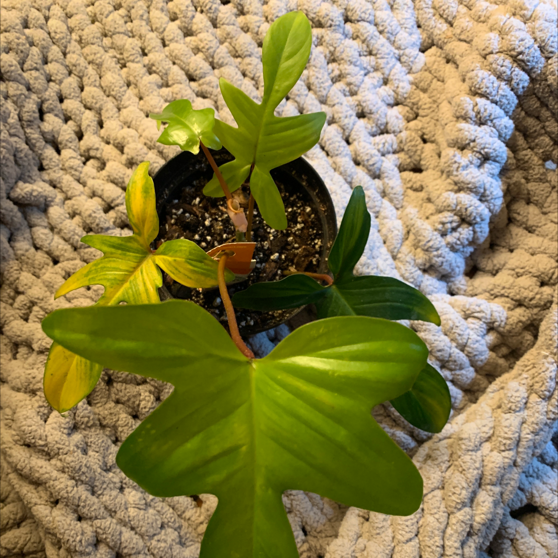 Photo of the plant species Philodendron 'Florida Ghost' by @carterroney_ named Philodendron Florida Ghost on Greg, the plant care app
