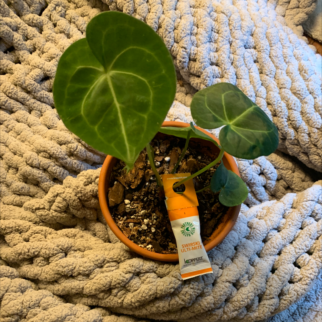 Potted Velvet Cardboard Anthurium with heart-shaped leaves on a textured blanket.