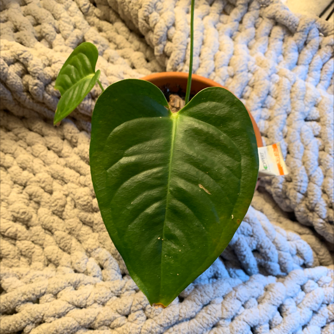 🌞 How Much Sunlight Does My Anthurium veitchii Need?