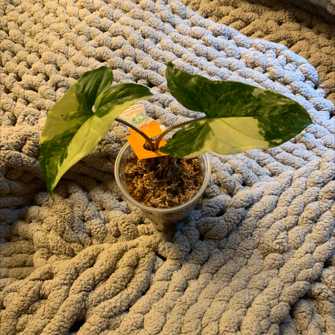 Variegated Arrowhead Vine is Toxic to Cats 🐈