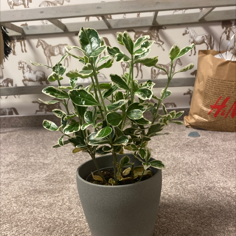 Potted Japanese Spindle plant with variegated leaves, placed indoors.
