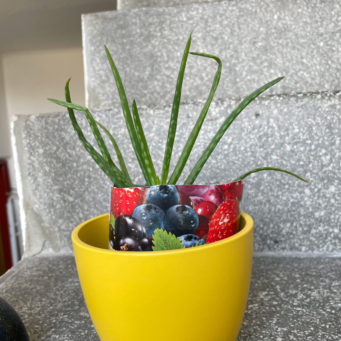 Aloe vera plant photo by @Latimeria65 named George on Greg, the plant care app.