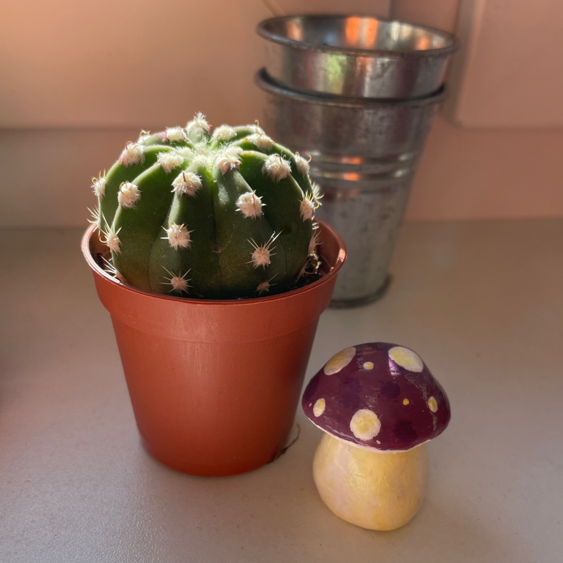 Golden Barrel Cactus plant photo by @Latimeria65 named Lucy on Greg, the plant care app.