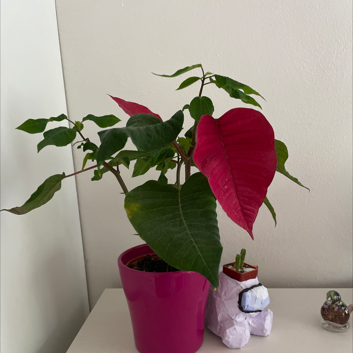Poinsettia plant photo by @Latimeria65 named Louis on Greg, the plant care app.