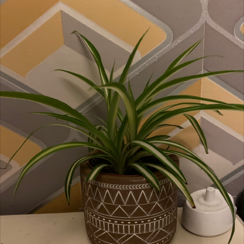 Spider Plant plant photo by Tamsin named da Vinci on Greg, the plant care app.