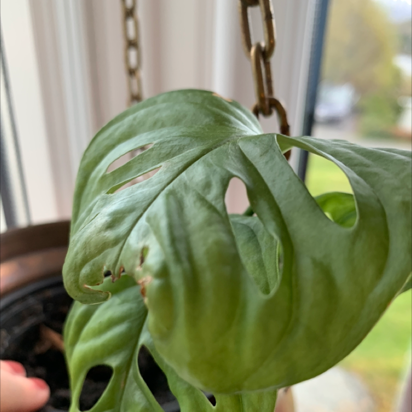 Monstera adansonii 'Laniata' with fenestrated leaves and some browning edges in a hanging pot.