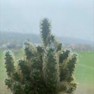 Lady Finger Cactus plant in Drammen, Viken