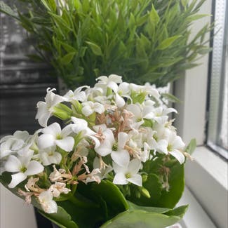 Florist Kalanchoe plant in Drammen, Viken