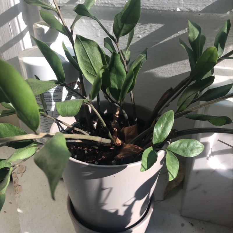 Healthy ZZ plant with glossy green leaves in a white pot, free of discoloration or damage.