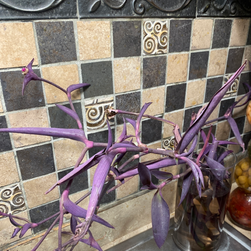 Healthy purple heart plant with vibrant purple foliage cascading over decorative pot in front of tiled wall.