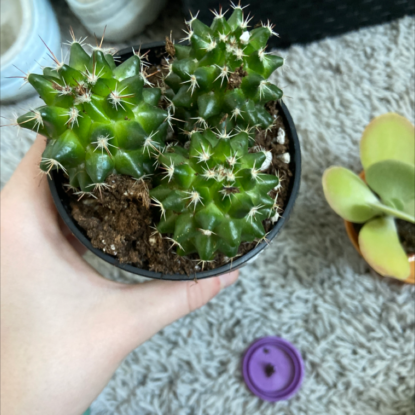 Hand holding a healthy Brittle Prickly Pear cactus in a pot with visible soil.