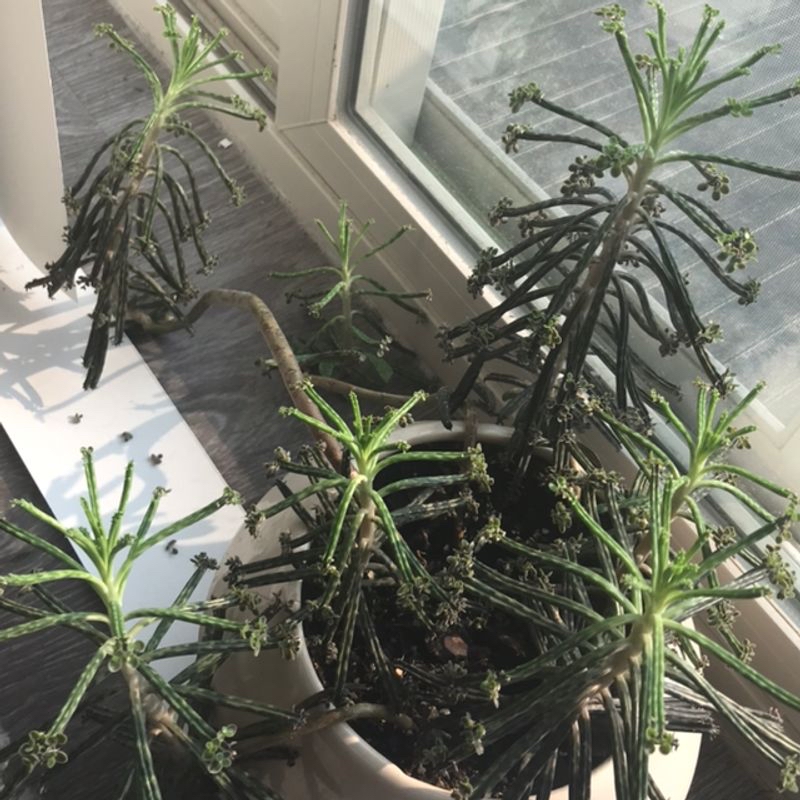 Several healthy Mother of Millions succulent plants growing closely together in a pot, with characteristic toothed leaves and small plantlets visible.
