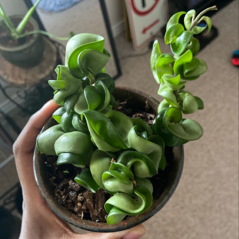 Hoya carnosa 'Compacta' plant in a small pot held by a hand, with vibrant green, curled leaves.