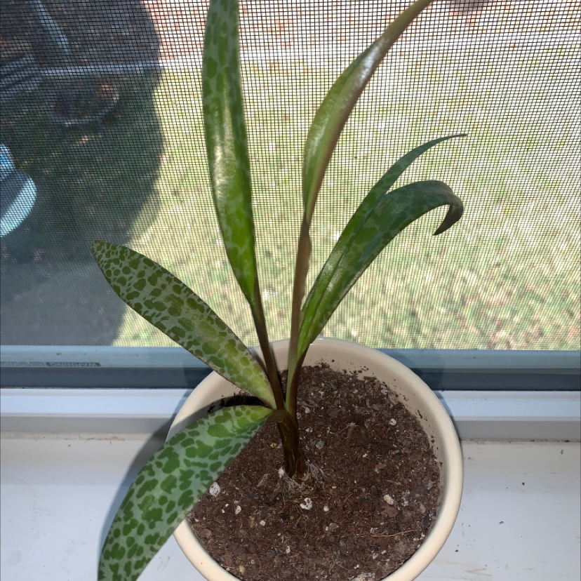 Potted Silver Squill plant with green spotted leaves on a windowsill.