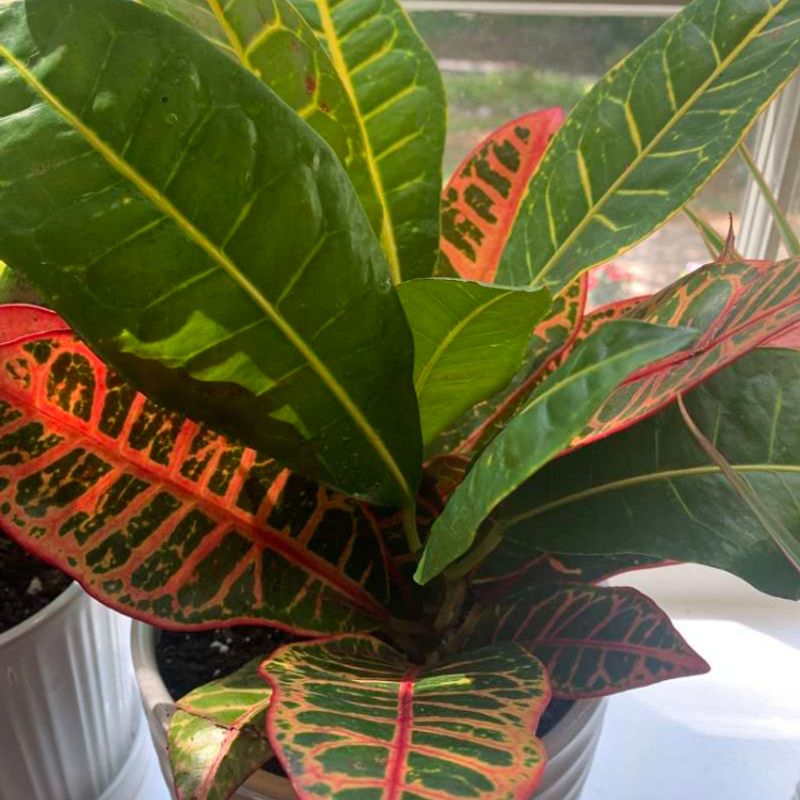 Plant care for Fairy Washboard on Greg, the plant care app