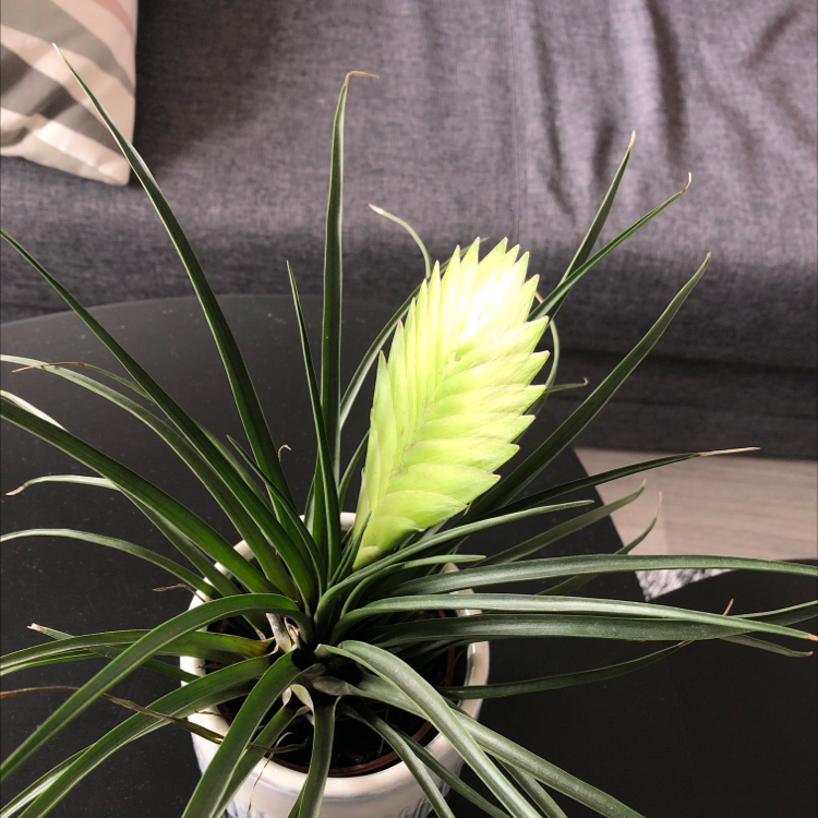 Pink Quill Plant (Tillandsia cyanea) in a pot with vibrant green leaves and a prominent pink quill.