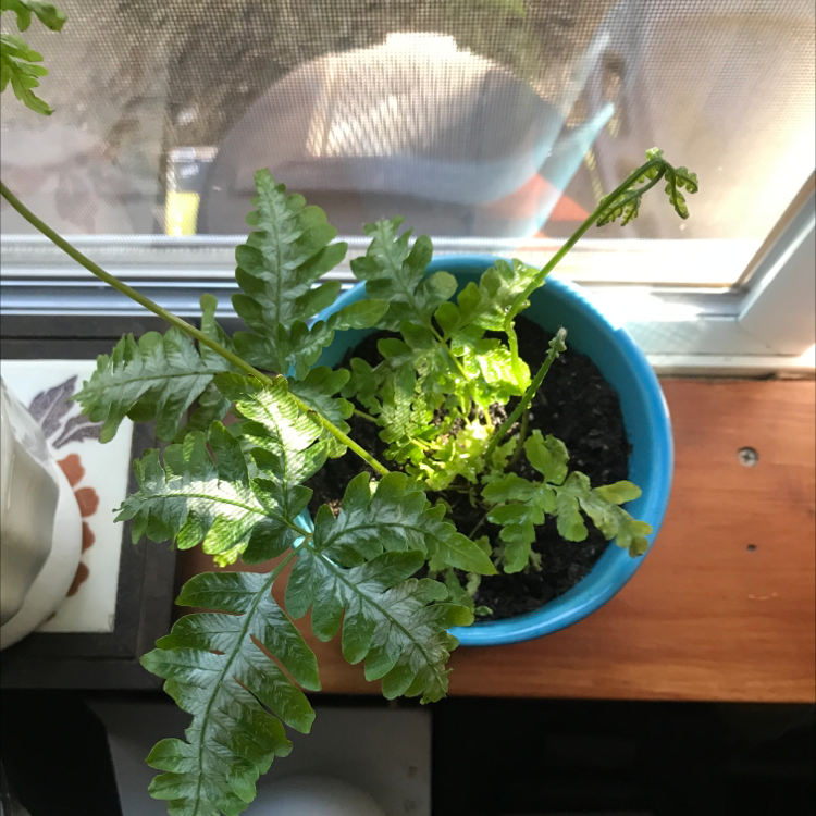 Photo of the plant species Pentagramma triangularis by Greta named Navajo on Greg, the plant care app
