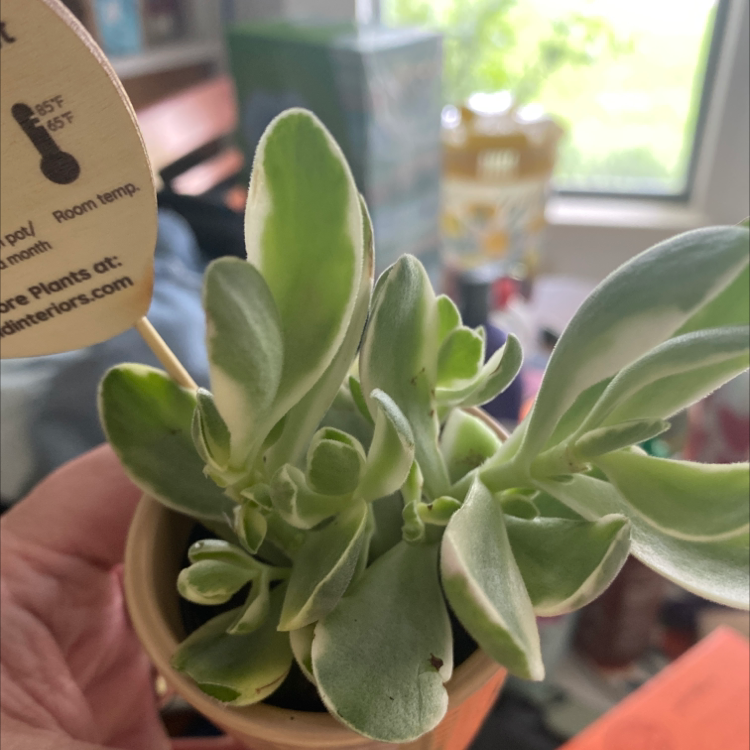 Close-up of a healthy Sedum spectabile succulent plant with thick green leaves, held gently by a hand to showcase its form.