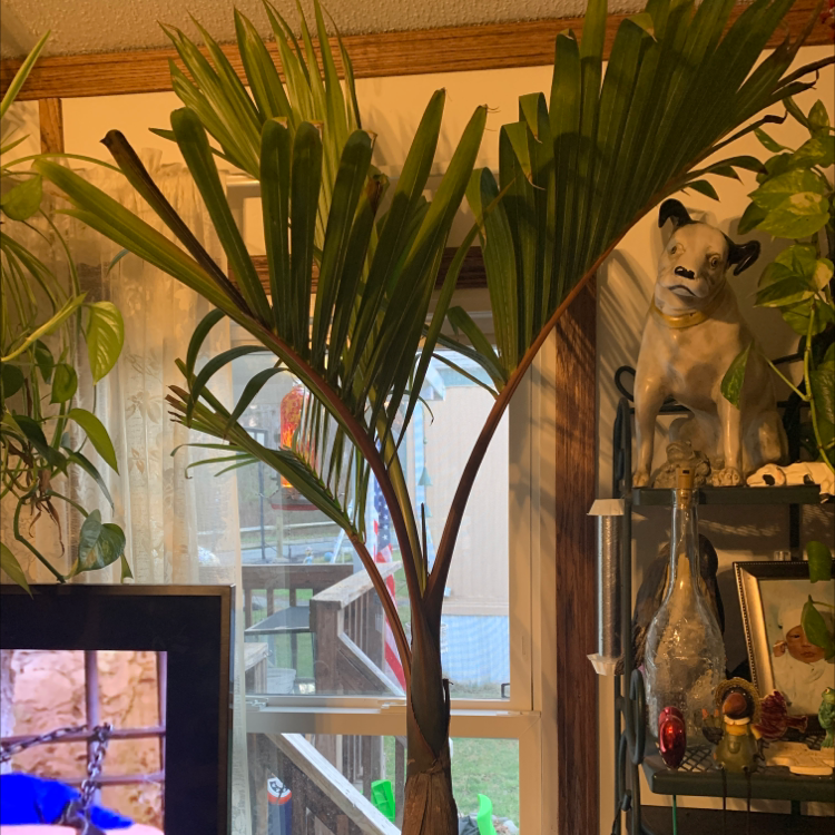 Healthy, thriving Kentia palm houseplant with long green fronds, situated indoors near a window surrounded by decor and plants.