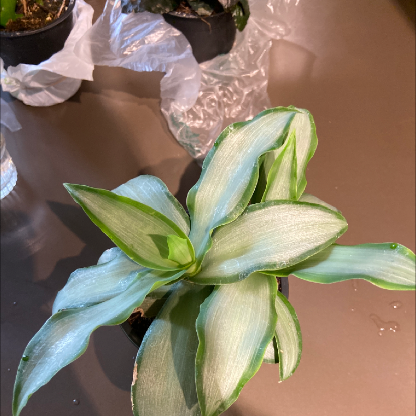 Basket Plant with variegated leaves, well-framed and healthy.