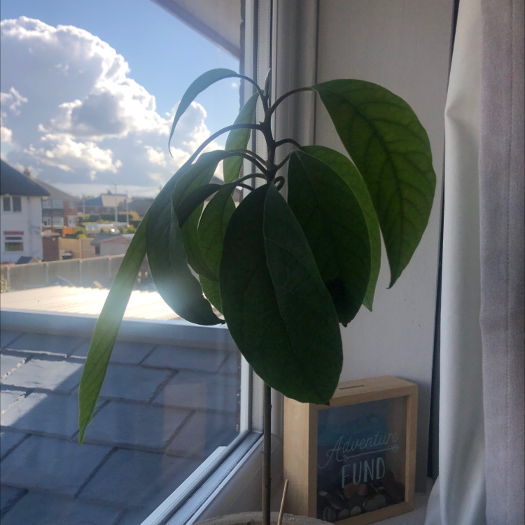 Avocado plant photo by Lucy wilson named Avacado on Greg, the plant care app.