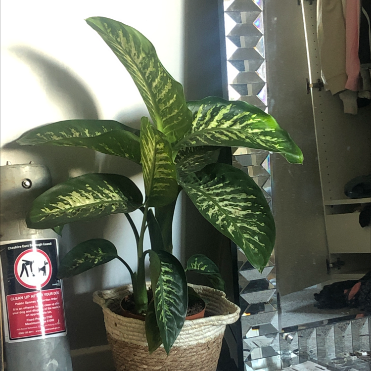 Dieffenbachia plant photo by Lucy wilson named cleopatra on Greg, the plant care app.