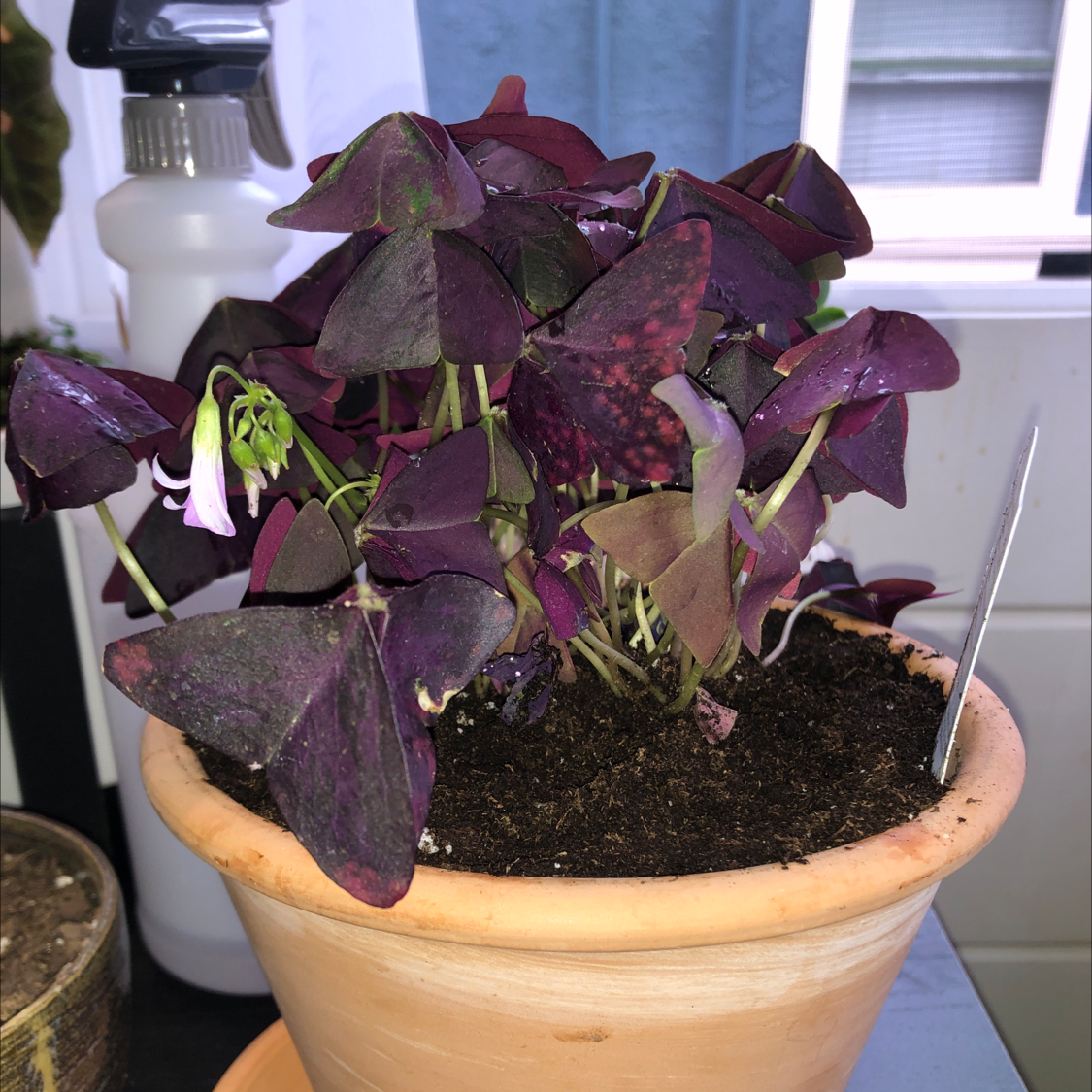 Healthy potted Purple Shamrock plant with dark purple triangular leaves, showcased by a hand gently holding one leaf.