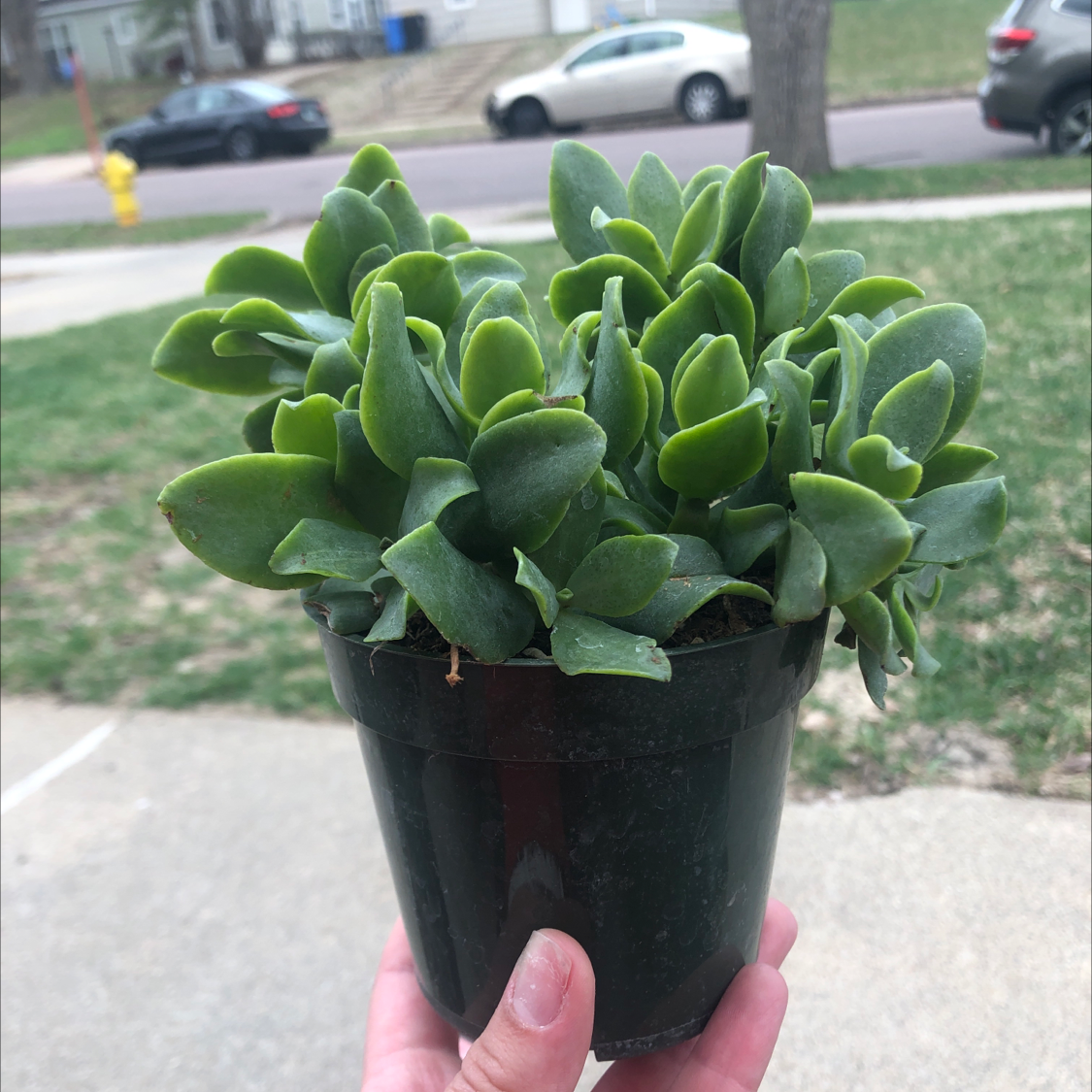Healthy Silver Dollar Plant in a black pot held by a hand.