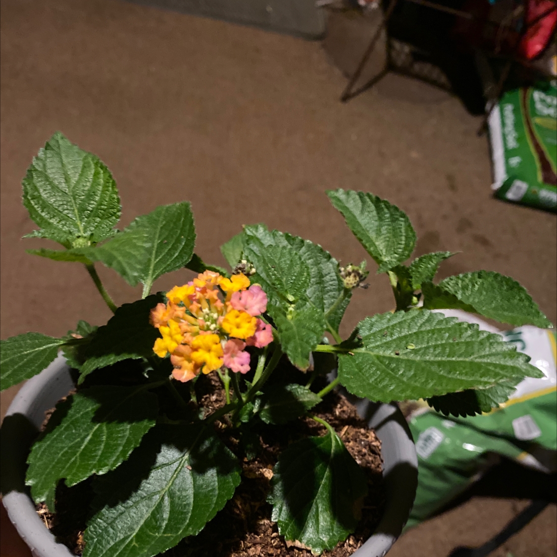 Photo of the plant species Lantana by @Keddington named Dolores on Greg, the plant care app