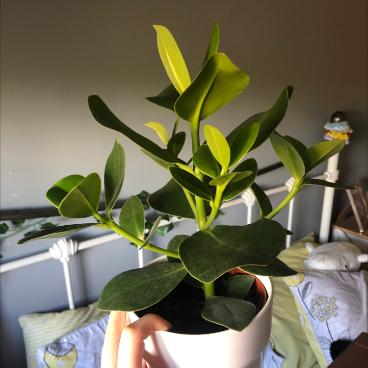 Healthy Autograph Tree (Clusia rosea) in a white pot with glossy green leaves.