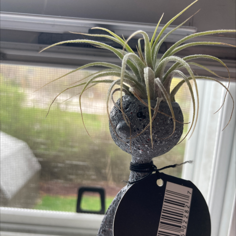 Shirley Temple Air Plant in a decorative holder by a window, appears healthy.