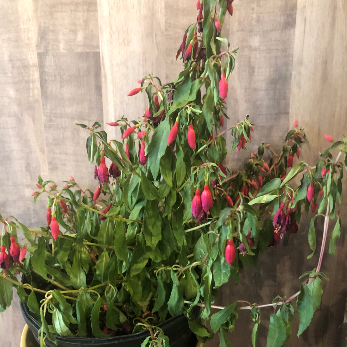 Hummingbird Fuchsia plant with pink flowers and wilted leaves in a pot.