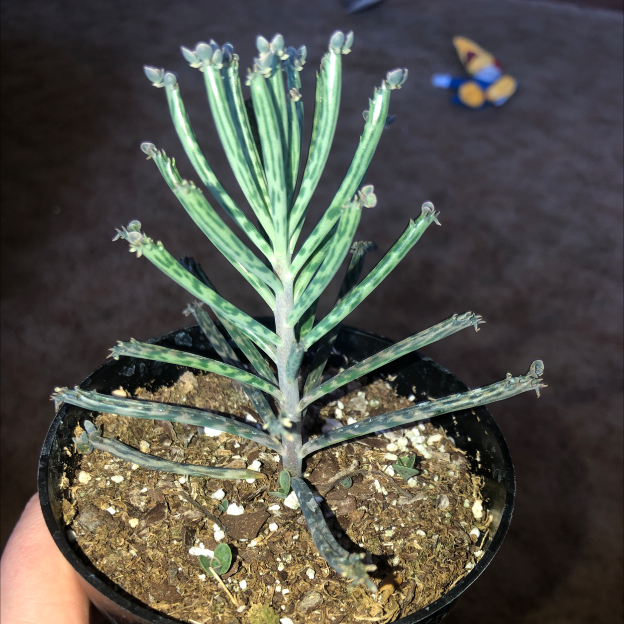 Healthy Mother of Millions plant with long slender leaves and small plantlets growing along the leaf edges, in a small pot with dark soil.