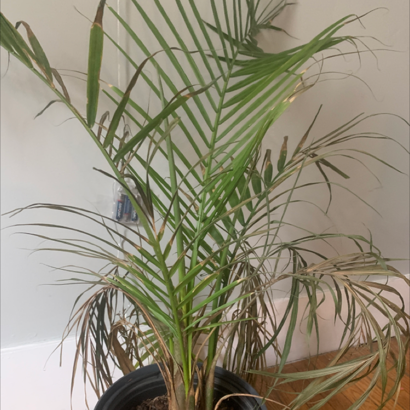 A healthy and vibrant pygmy date palm plant in a black plastic nursery pot, with long arching green fronds.