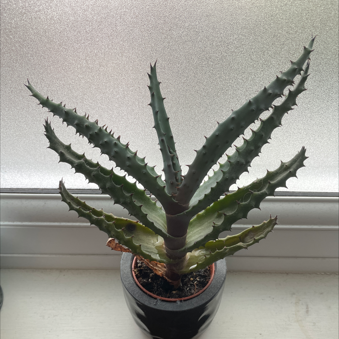 Cape Aloe plant in a small pot with visible soil and minor browning on a lower leaf.
