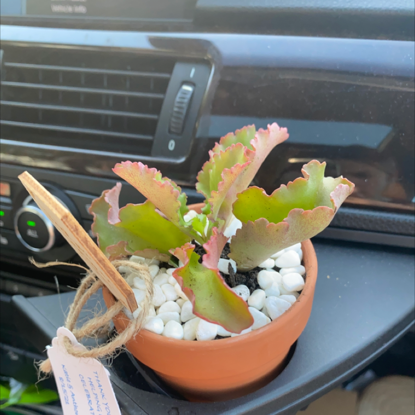 Photo of the plant species Curly Locks by Gemma named Aria on Greg, the plant care app