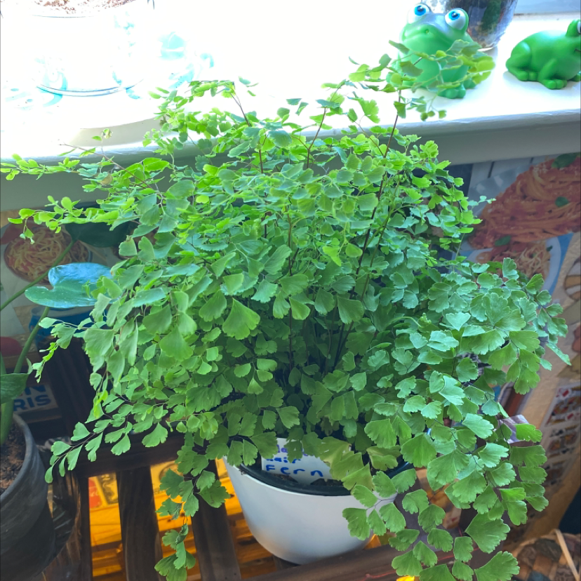 Maidenhair Fern plant photo by @Jaedi_06 named Maddy on Greg, the plant care app.
