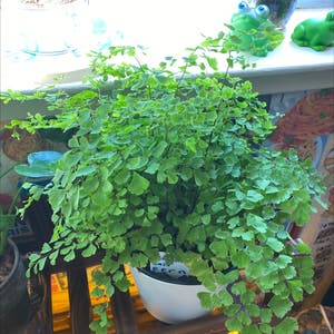 Maidenhair Fern plant photo by @Jaedi_06 named Maddy on Greg, the plant care app.